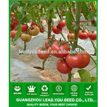 NT221 Aobao горячая Продажа гибридные семена томатов крупные семена фруктов семян овощных 